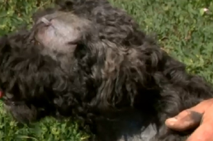 BRUTÁLIS ÁLLATKÍNZÁS TÁRNOKON:  45 centis nyílvesszővel lőtték fejbe a kutyát (videó)