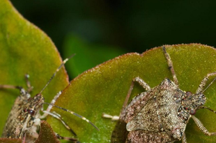 ÉRDEN IS POLOSKA-APOKALIPSZIS! Hogyan védekezzünk a büdös bogarak ellen?