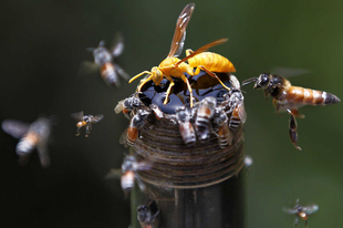 Itt a nyár, jönnek szembe a méhek és darazsak, nem mindegyik jópofa