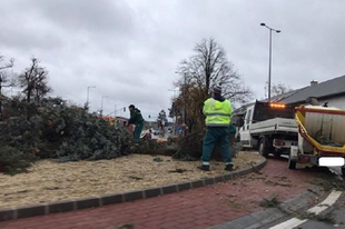 GÁNYÜGY: ÉRD PARKVÁROSBAN VÉGE A KARÁCSONYNAK! Tegnap állították, ma reggel már darálták a karácsonyfát