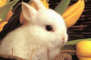 Hirdessünk Érden is „Nyuszi- stopot.” Önök vesznek húsvétra élő állatot a gyerekeiknek?