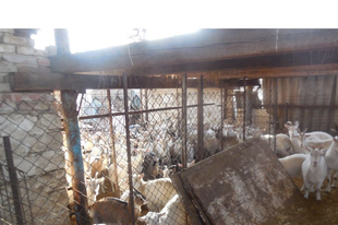 VÁDEMELÉS EGY ÁLLATKÍNZÓ ELLEN ÉRDEN: 131 kecskéből 23 elpusztult a brutális körülmények miatt
