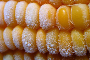 Legyen nagyon óvatos, ha fagyasztott kukoricát fogyaszt, fertőzött lehet! - A hőkezelés segít!
