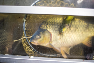 HATALMAS DOBÁS: Térképen kereshetjük meg a karácsonyi halárusító helyeket