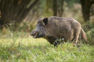 ÉRDEN IS MEGJELENTEK A VADDISZNÓK! Kutyát csak pórázon, és semmi pánik