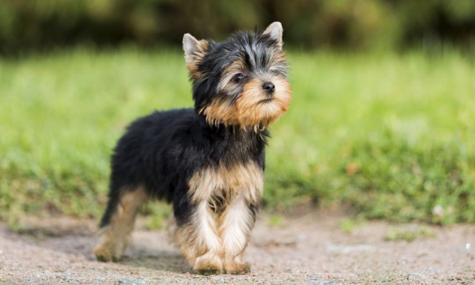 yorkshireterrier-pets4homes-co-uk.jpg