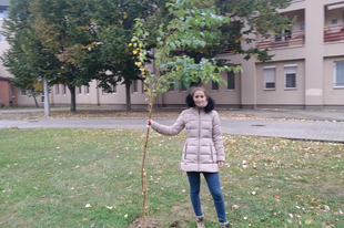 GYŐRI KAMPÁNY FAÜLTETÉSSEL! Képviselőjelölt ültetett a Marcal 2-n lakókkal