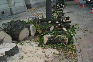 BRUTÁLIS PUSZTÍTÁS GYŐR BELVÁROSÁBAN: Kivágják a fákat, ha kell, ha nem