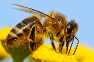 Vigyázzanak a méhekkel és a darazsakkal a nyári szezonban is