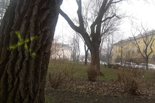 Miért ellenségek a fák Győrben? Vagy csupán nincsenek szakemberek, ezért egyszerűbb kivágni a Malomligetben is ?