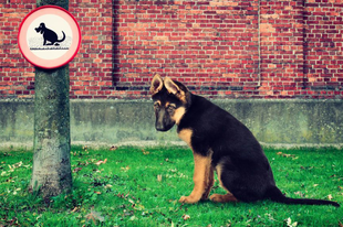 Győrben is lehetne “Kutyaszar köz” vagy utca?