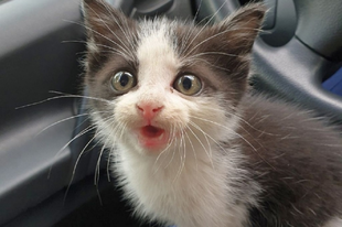 NYÁVOGÓ AUTÓRA LETTEK FIGYELMESEK A GYŐRI JÁRŐRÖK: A motortérből egy macska került elő