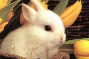 Hirdessünk Győrben is „Nyuszi- stopot”. Önök vesznek húsvétra élő állatot a gyerekeiknek?
