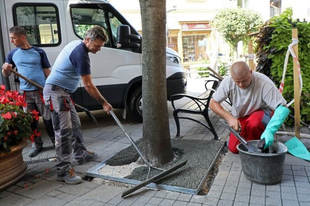 Új megoldással védik a fákat Győrben