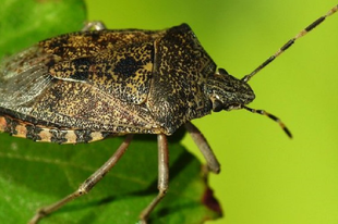 VÉGE AZ URALMUKNAK GYŐRBEN IS : Radikálisan csökkenhet a poloskák száma