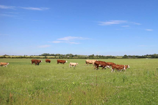 Önök szoktak Győrben bioélelmiszert venni? Inkább az öko a nyerő? Tudja, mi a különbség közöttük?