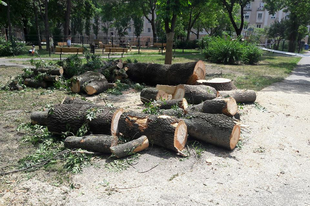 ELKÉPESZTŐ VANDALIZMUS BORKAIÉKTÓL GYŐRBEN: Kivágták a Malom-liget közel 40 egészséges fáját!