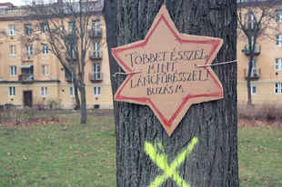Értelmetlen pusztítás készül Győrben: Semmi nem teszi indokolttá a Malom-liget fáinak kivágását