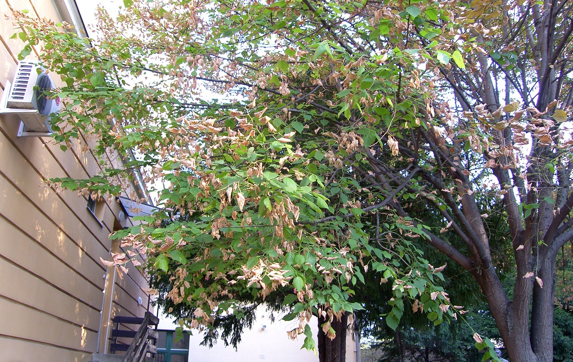 harsfa-gyor.jpg