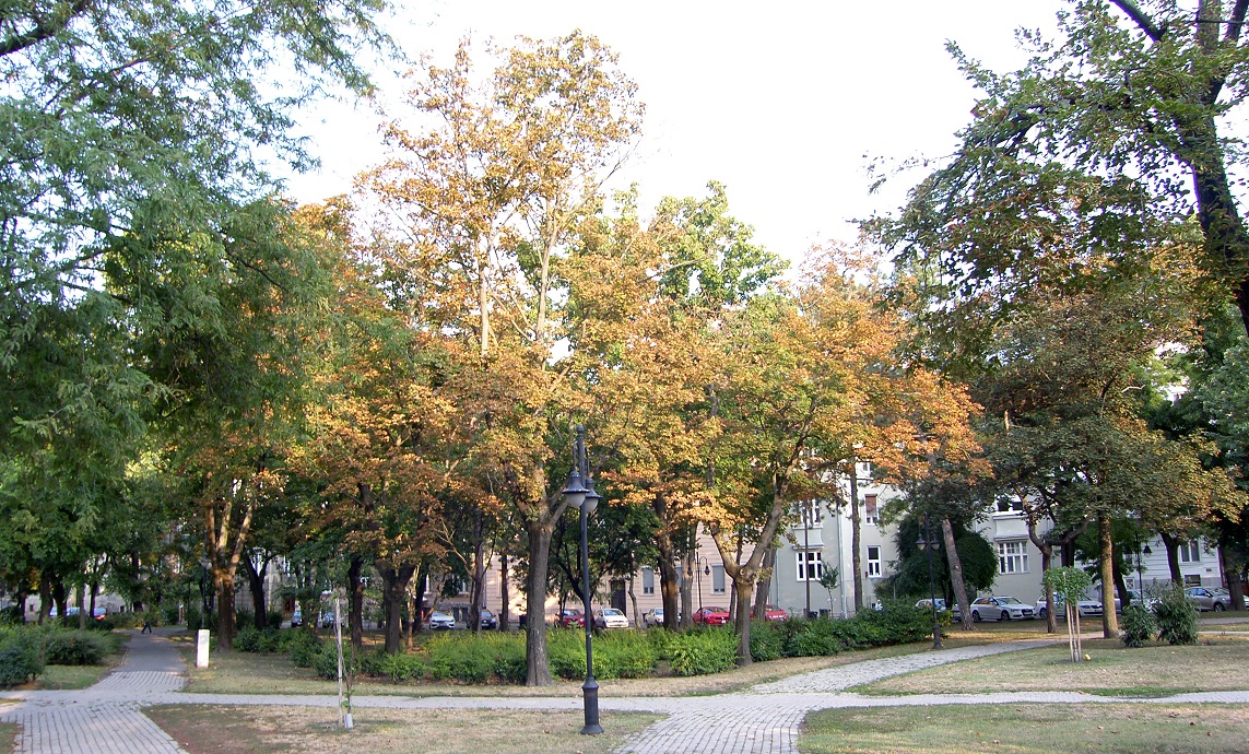 juhar-gyor.jpg