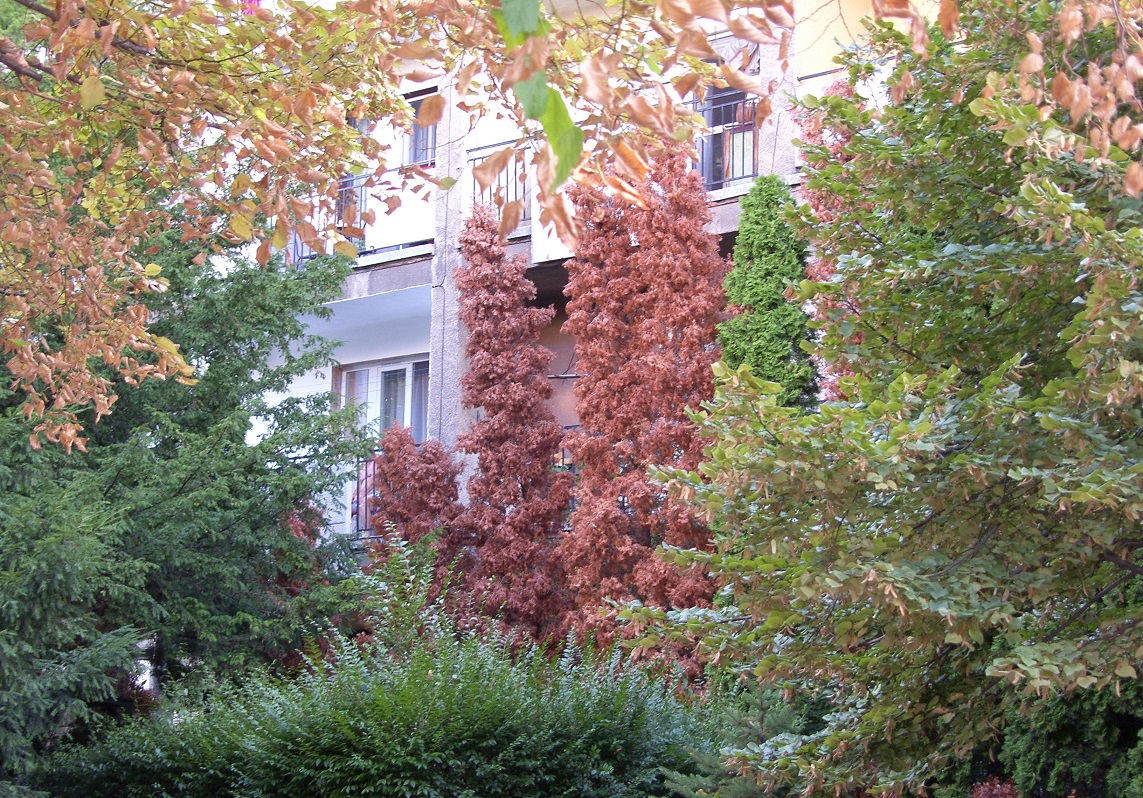tujak-elpusztult-gyor.jpg
