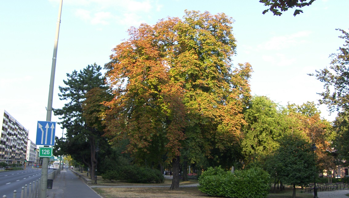 vadgesztenye-gyor.jpg