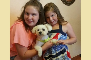 Négy kislány előtt végzett Bendzsivel két pitbullszerű kutya Mosonmagyaróváron