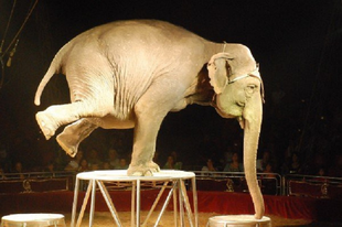 MELYIK A NAGYOBB ÁLLATKÍNZÁS: A cirkusz  vagy egy husky egy mosnmagyaróvári garzonban?
