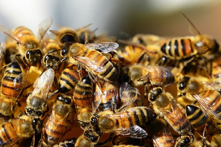 MOSONMAGYARÓVÁRI MÉHÉSZEK, FIGYELEM! Tömeges méhpusztulás az ország több részén