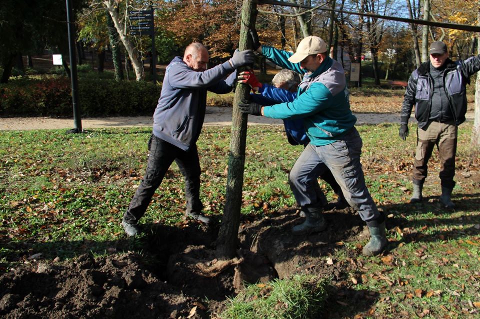 TATABÁNYA 120 DB FÁT KAPOTT AZ ERŐMŰTŐL: Megkezdték az ültetést a Május 1. parkban