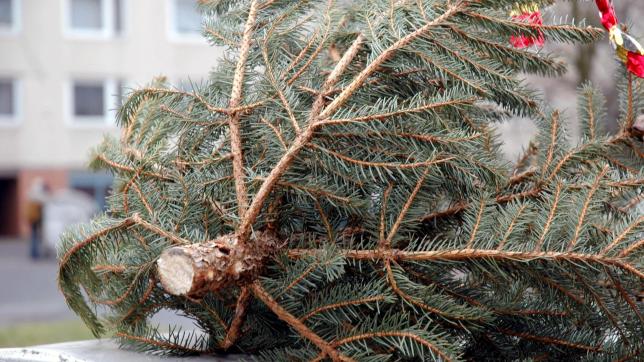 TATABÁNYÁN SE ÉSZ NÉLKÜL DOBÁLD KI A FENYŐT: Mutatjuk, honnan és mikor gyűjtik be a fenyőfákat