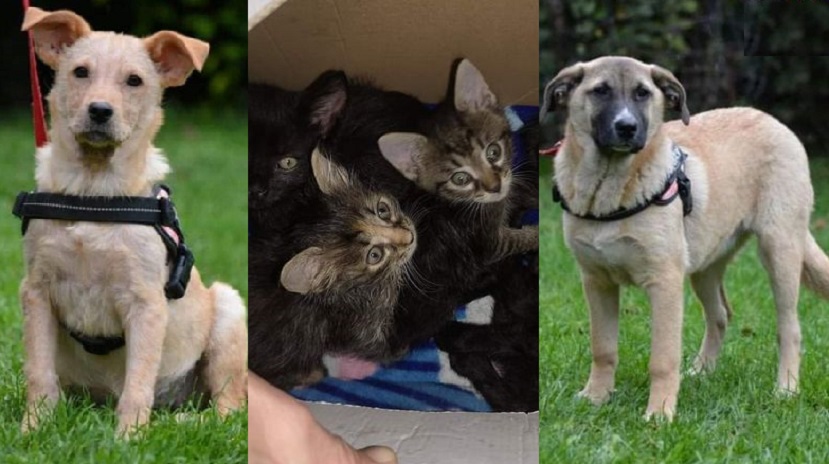 HETI TATABÁNYAI CSODATURMIXOK: örökbefogadható kutyusok és cicusok híradónkban