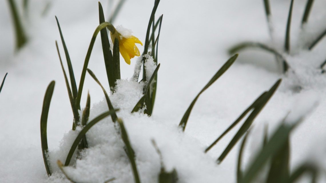VESZÉLYES VÁLTOZÉKONYSÁG: Március végére Tatabányán is visszatérhet a tél