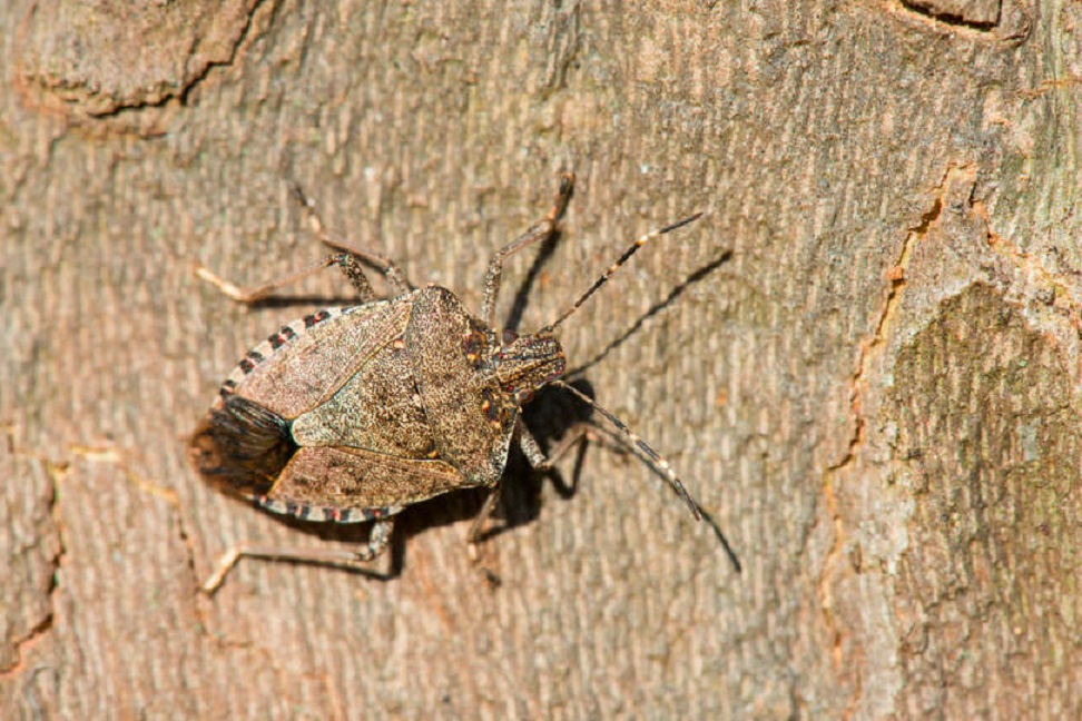 A POLOSKATÉRKÉP MEGMUTATTA: Tatabányán közepes a fertőzöttség