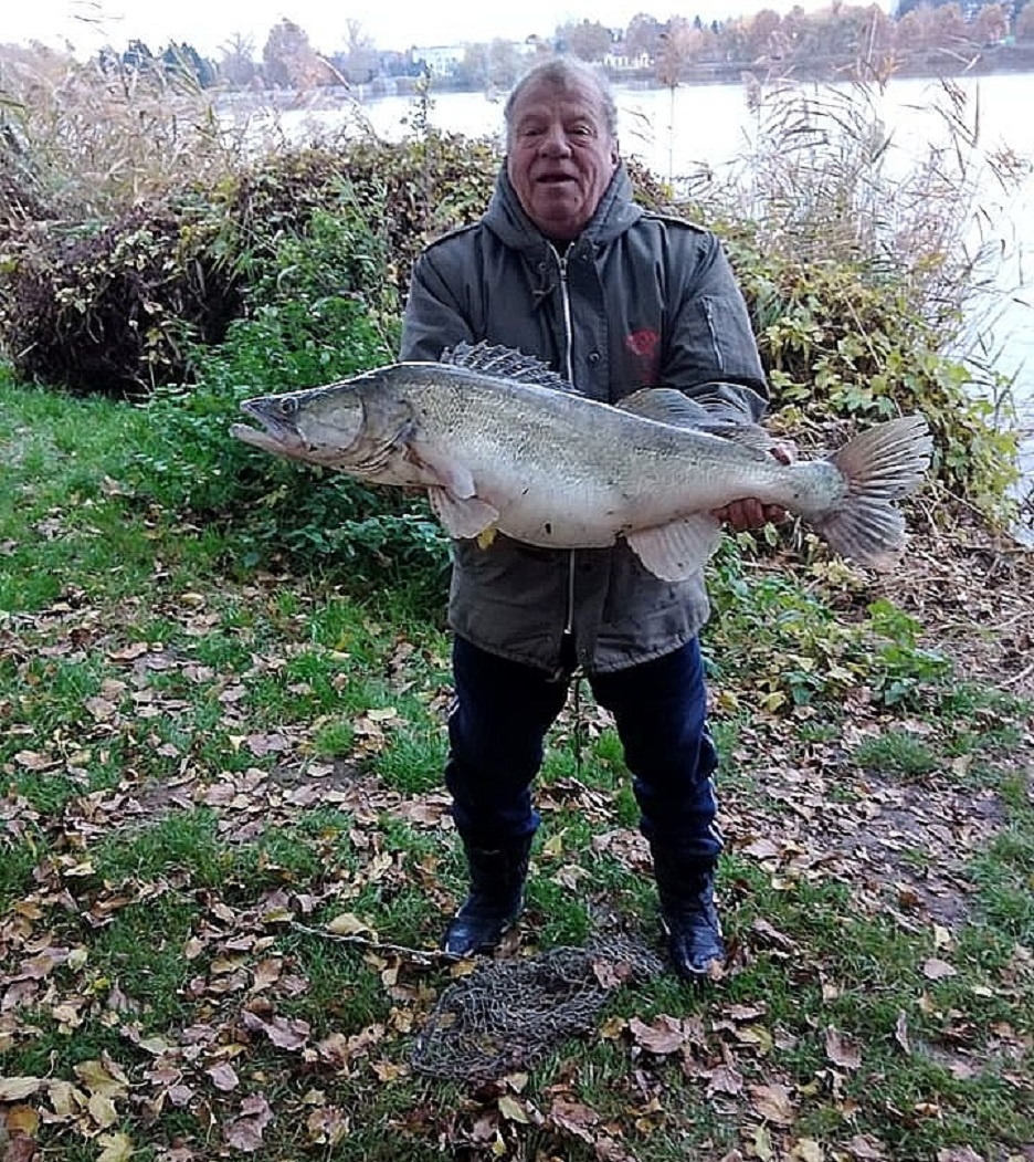 HATALMAS FOGÁS KÖRNYÉN: József rekordnagyságú süllőt fogott