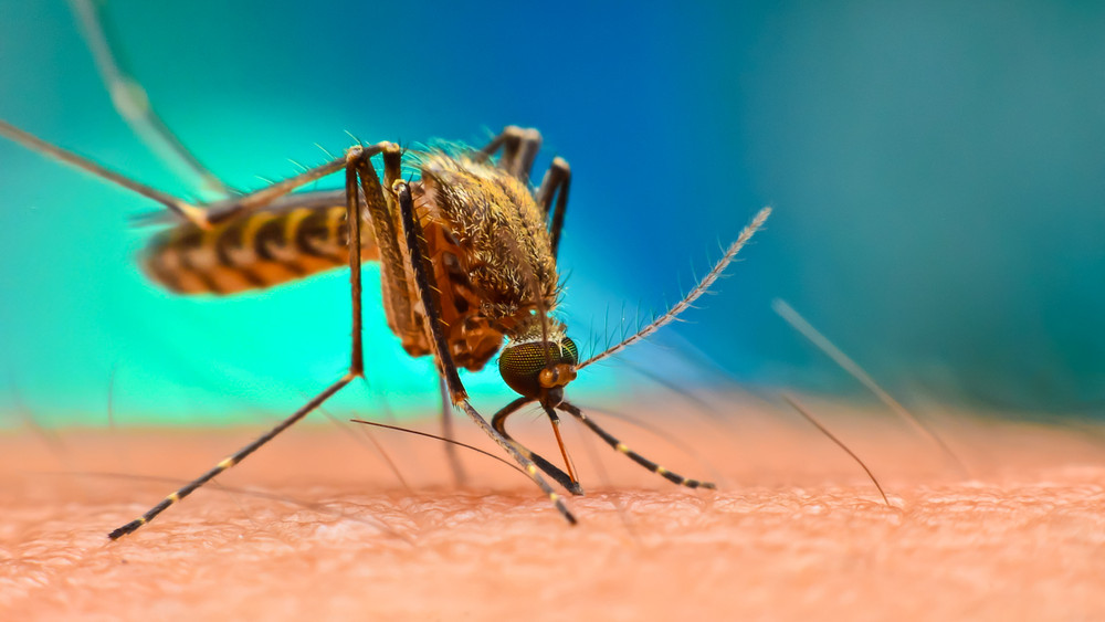 MEG VAGYUNK MENTVE TATABÁNYÁN IS: Ultra hatékony méregmentes módszer a szúnyogok ellen