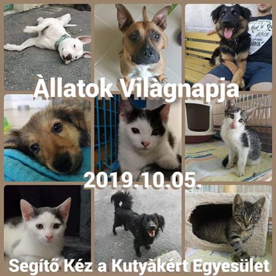 URALKODJANAK AZ ÁLLATOK TATABÁNYÁN SZOMBATON! Különleges program lesz a hétvégén