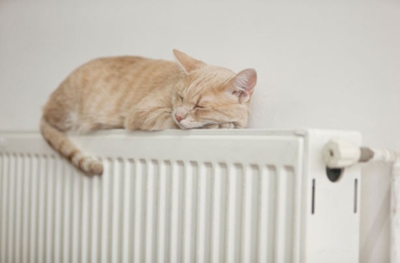 cat-on-radiator.jpg