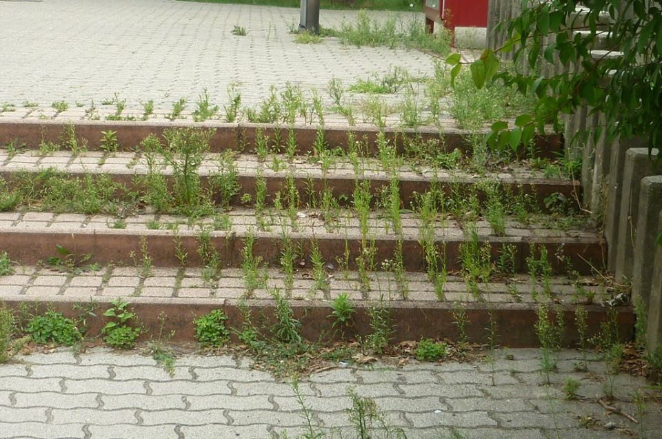 Új városi lépcsőkoncepció Tatabányán: a gazos lépkedő!