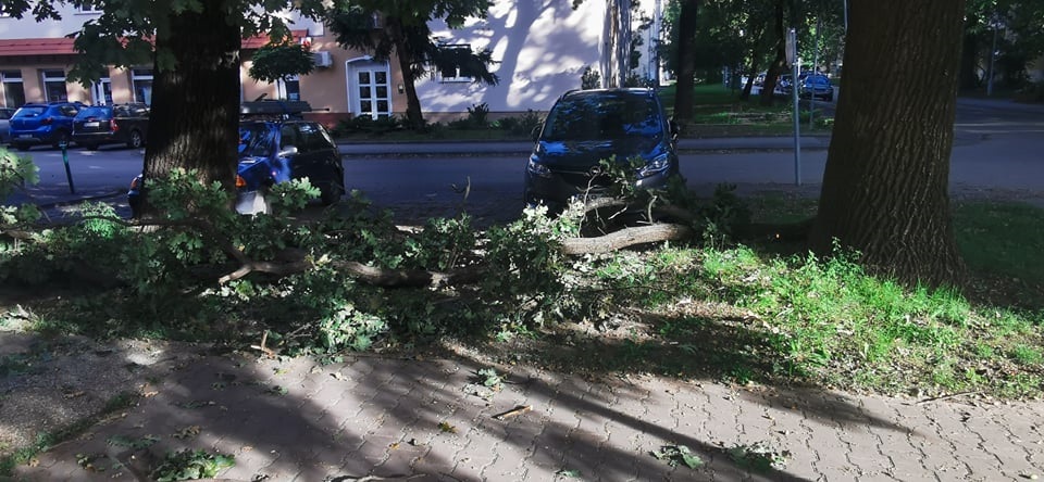 CSÜTÖRTÖKTŐL FAVÁGÁS ÉS GALLYAZÁS TATABÁNYÁN! Két héten át pörög a városüzemeltetés