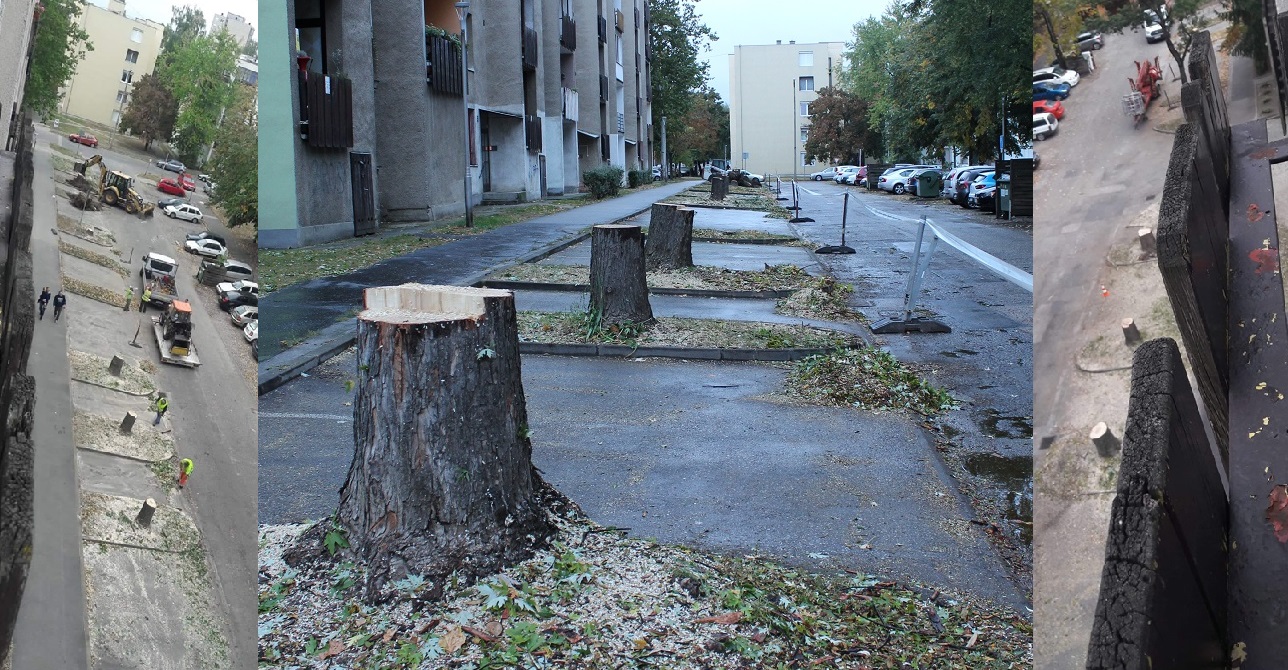 VADÁLLAT FAGYILKOSOK JÁRTAK MA TATABÁNYÁN A DÓZSAKERTBEN! Egyszerre lett beteg ez a sok fa?