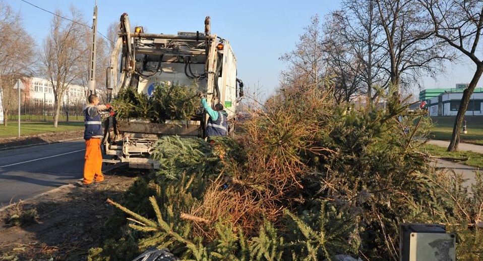 TATABÁNYÁN EKKOR GYŰJTIK BE A FENYŐFÁKAT! Januárban kétszer lesz lehetőséged 