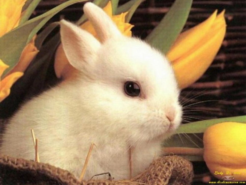Hirdessünk Tatabányán is „Nyuszi- stopot”. Önök vesznek húsvétra élő állatot a gyerekeiknek?