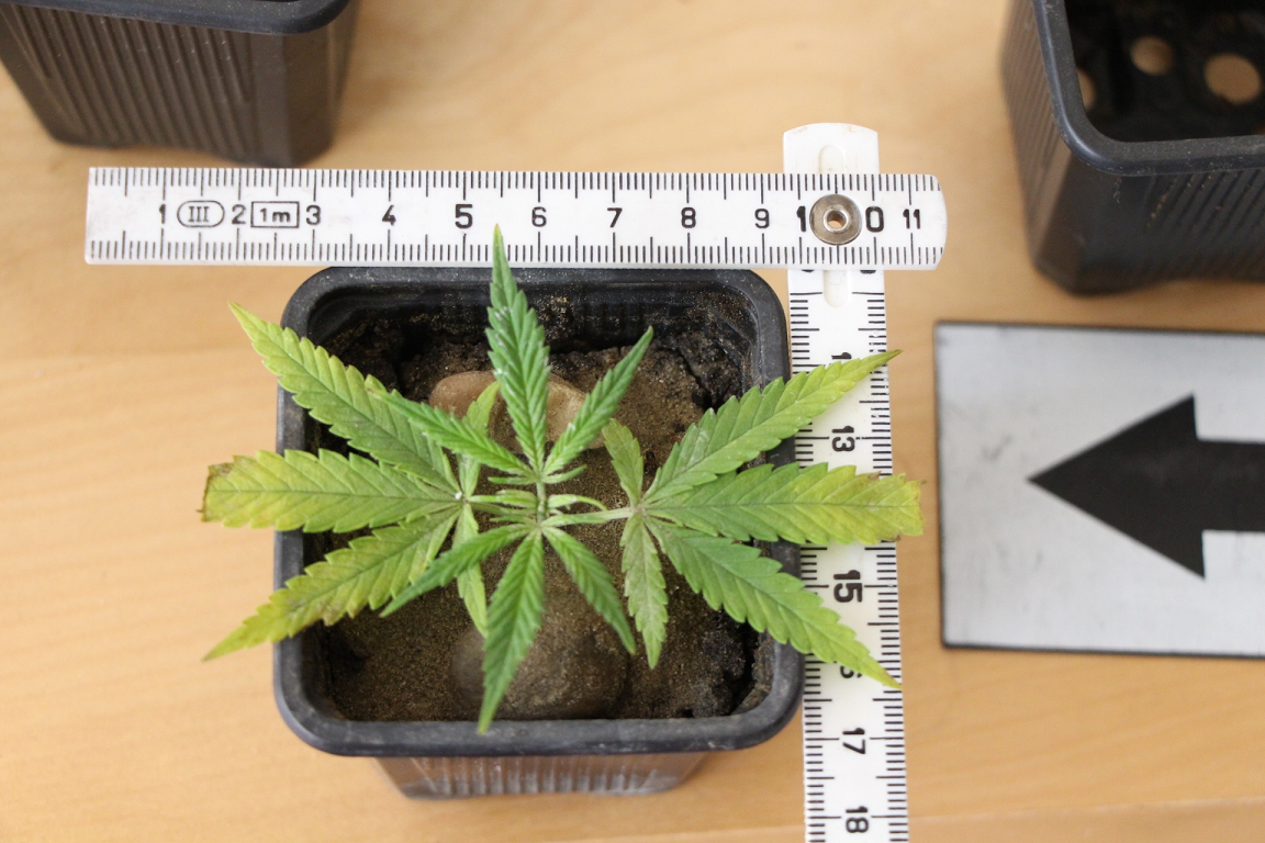kannabisz-2019-01-ugyeszseg-hu.png