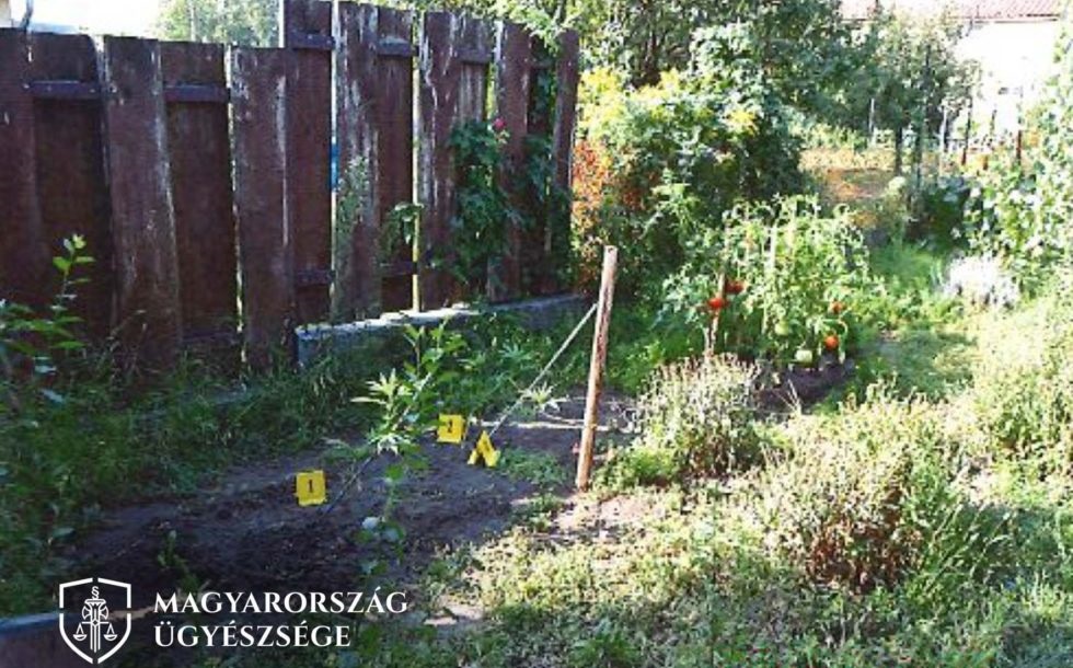 kannabisz-2019-kertben-ugyeszseg-hu.jpg