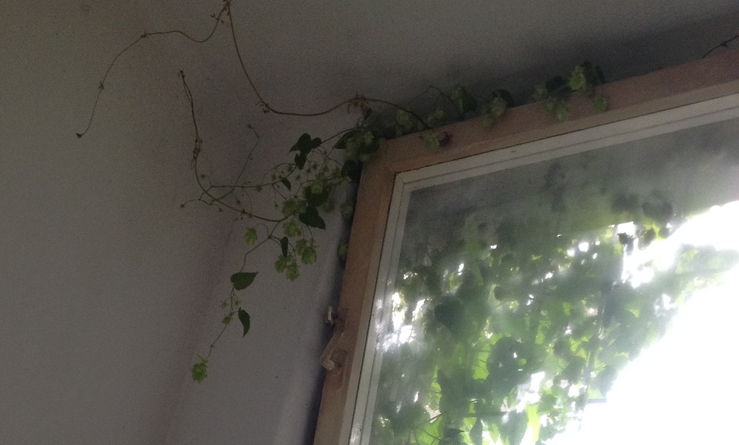 kertvaros-buszveg-novenyablakon.jpg