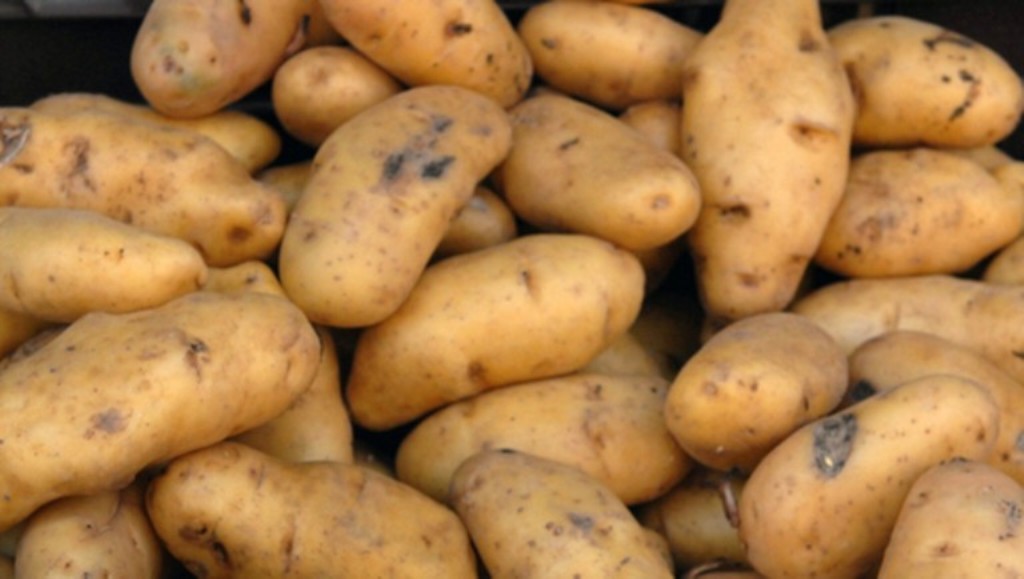 Az illegális krumpli esete: Egy teherautóban 23 tonna ismeretlen eredetű burgonyát találtak az M1-esen.
