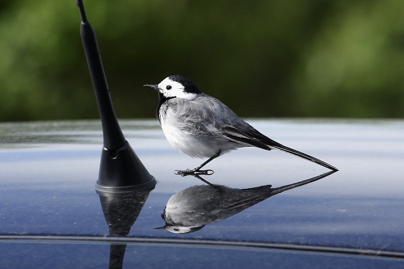 TATABÁNYÁRA IS JÖNNEK! Autókat, ablakokat "támadnak" a madarak