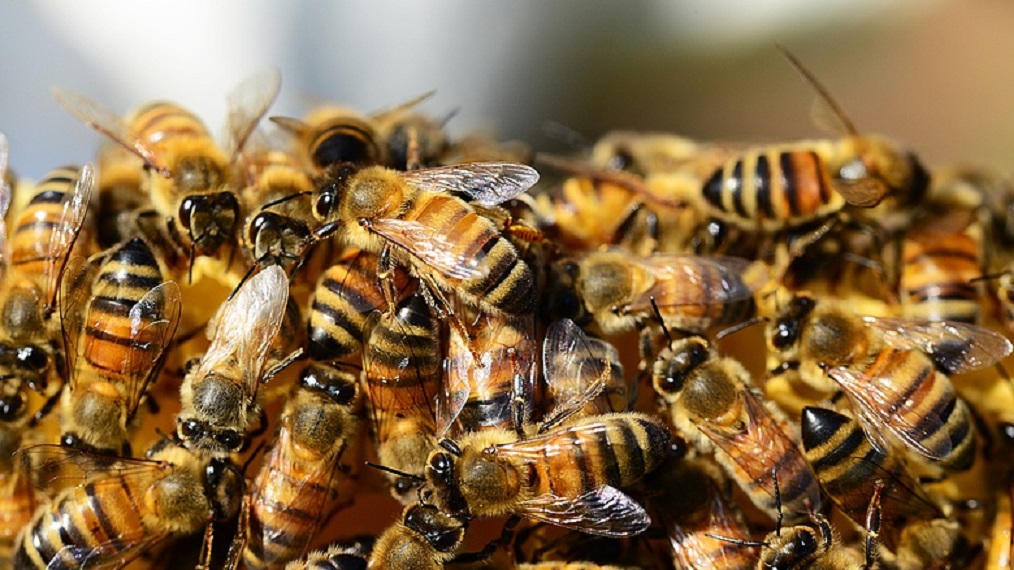 TATABÁNYAI MÉHÉSZEK, FIGYELEM! Tömeges méhpusztulás az ország több részén