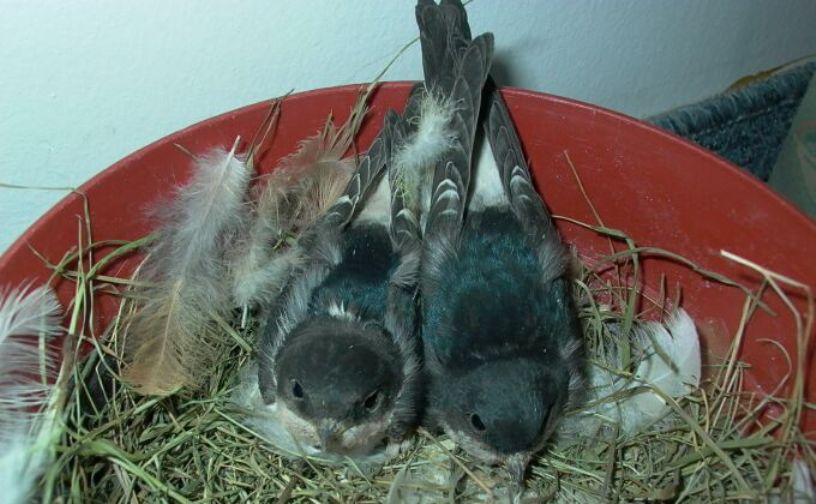 Vádat emeltek a tatabányai asszony ellen, aki leverte a védett fecskék fészkét